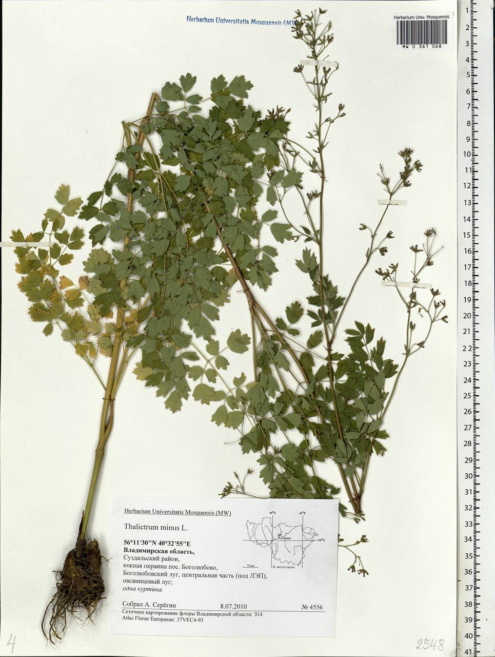 Thalictrum minus L., Eastern Europe, Central region (E4) (Russia)
