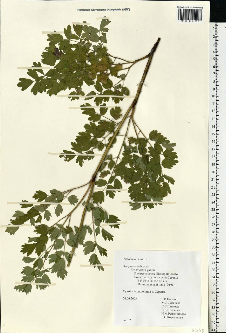 Thalictrum minus L., Eastern Europe, Central region (E4) (Russia)