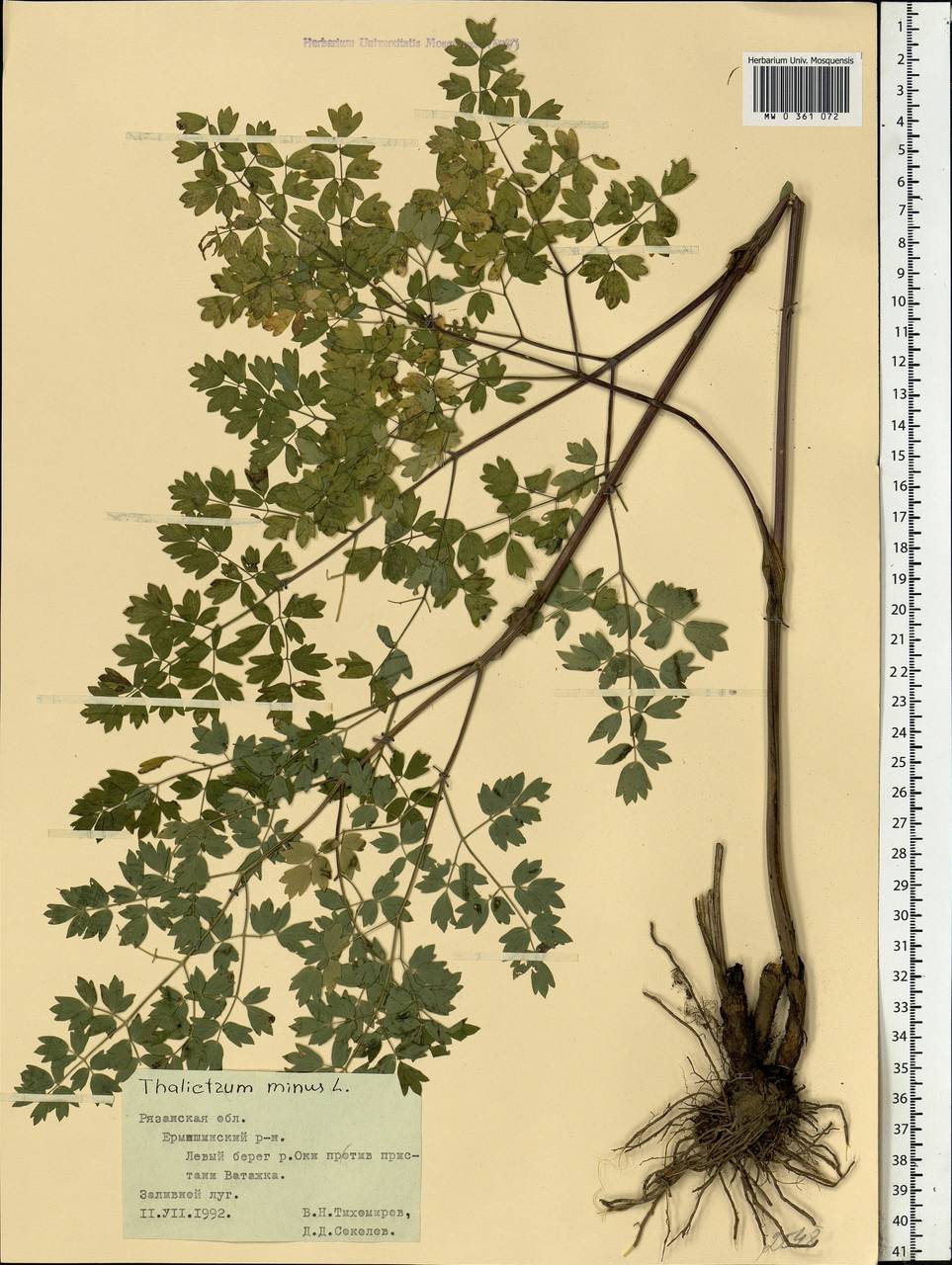 Thalictrum minus L., Eastern Europe, Central region (E4) (Russia)