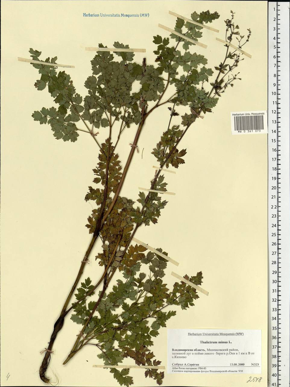 Thalictrum minus L., Eastern Europe, Central region (E4) (Russia)
