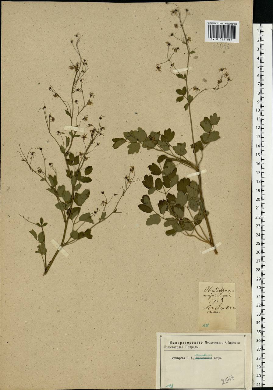 Thalictrum minus L., Eastern Europe, Moscow region (E4a) (Russia)