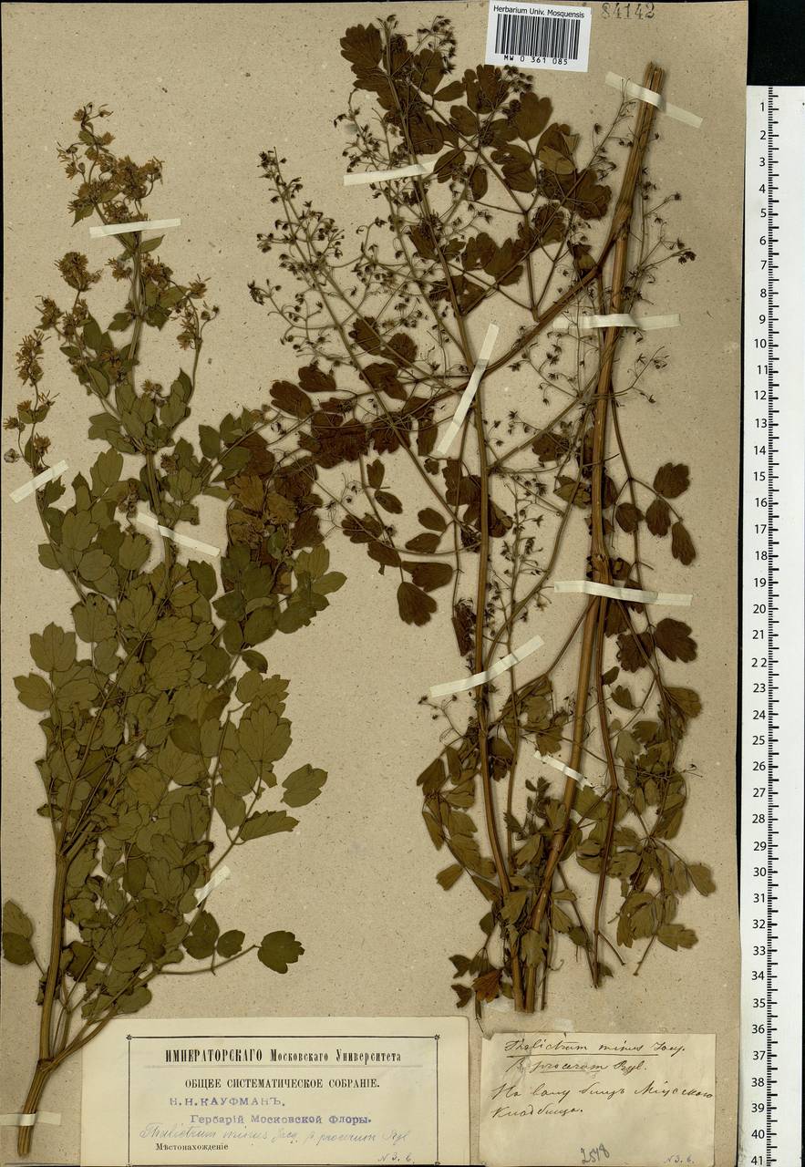 Thalictrum minus L., Eastern Europe, Moscow region (E4a) (Russia)