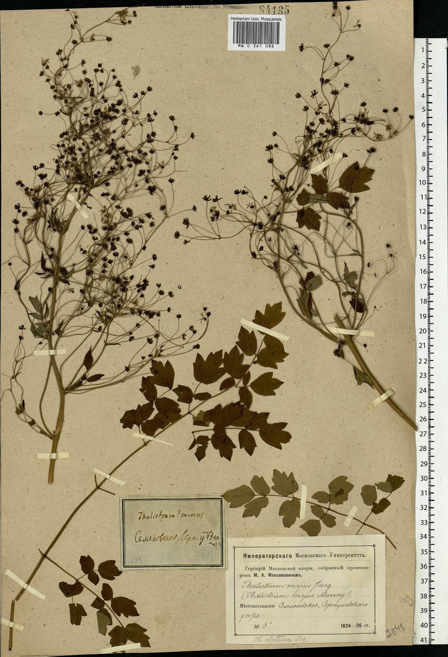 Thalictrum minus L., Eastern Europe, Moscow region (E4a) (Russia)
