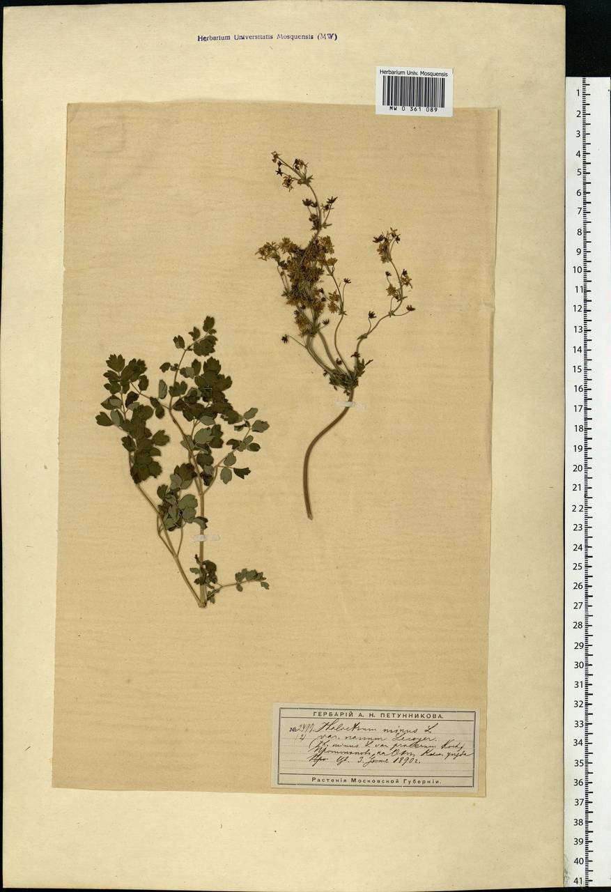 Thalictrum minus L., Eastern Europe, Moscow region (E4a) (Russia)