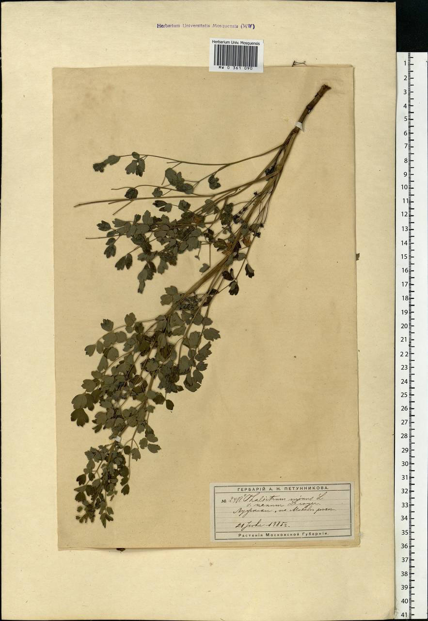 Thalictrum minus L., Eastern Europe, Moscow region (E4a) (Russia)