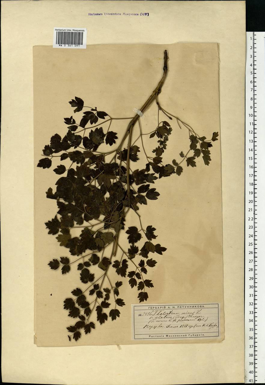 Thalictrum minus L., Eastern Europe, Moscow region (E4a) (Russia)