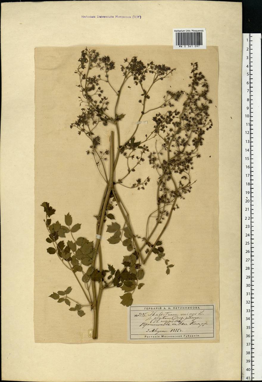 Thalictrum minus L., Eastern Europe, Moscow region (E4a) (Russia)