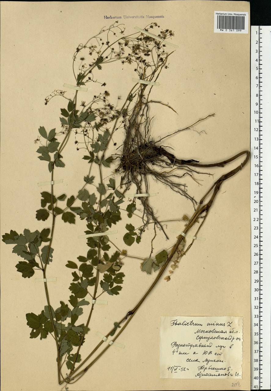 Thalictrum minus L., Eastern Europe, Moscow region (E4a) (Russia)