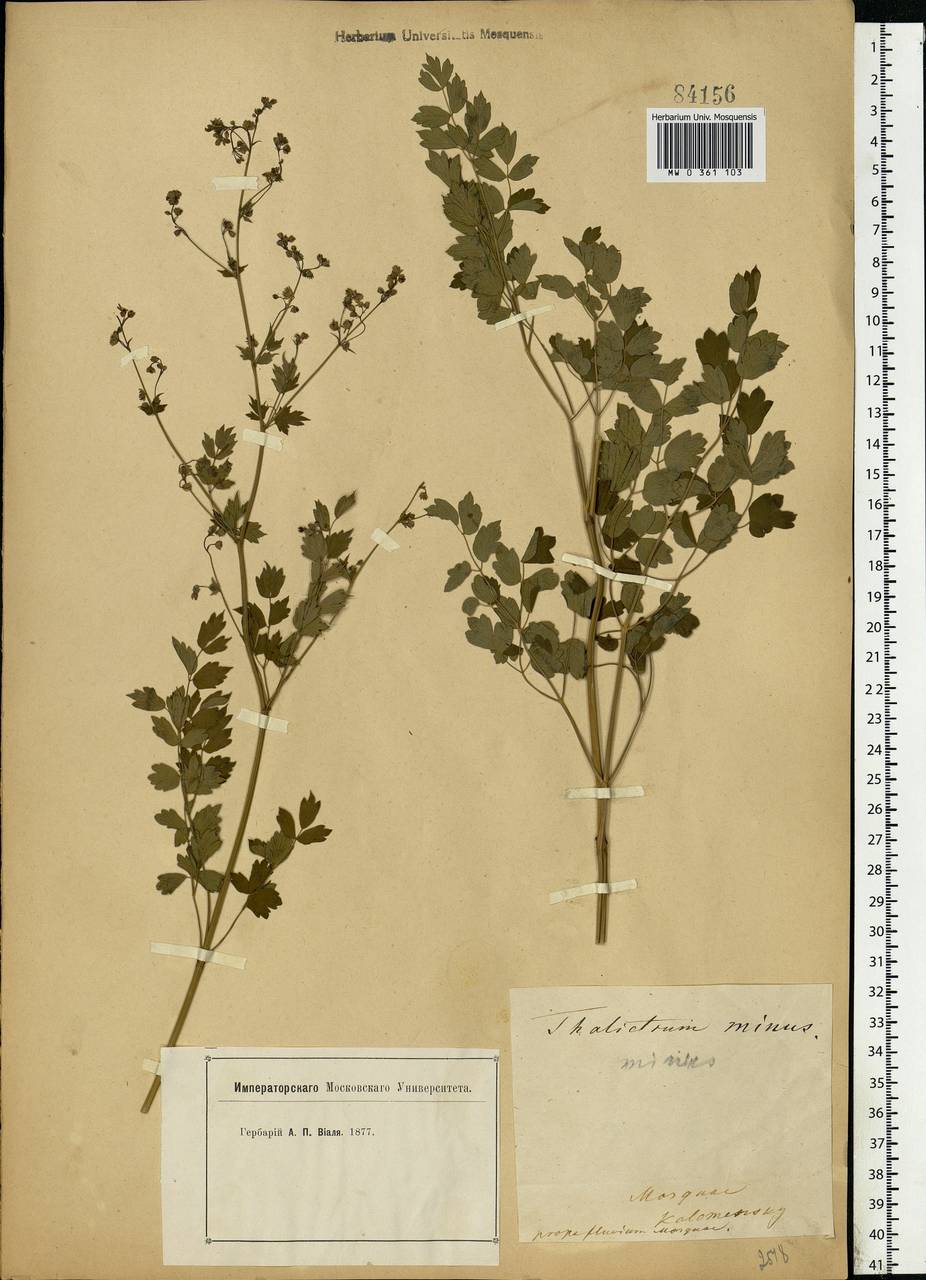 Thalictrum minus L., Eastern Europe, Moscow region (E4a) (Russia)