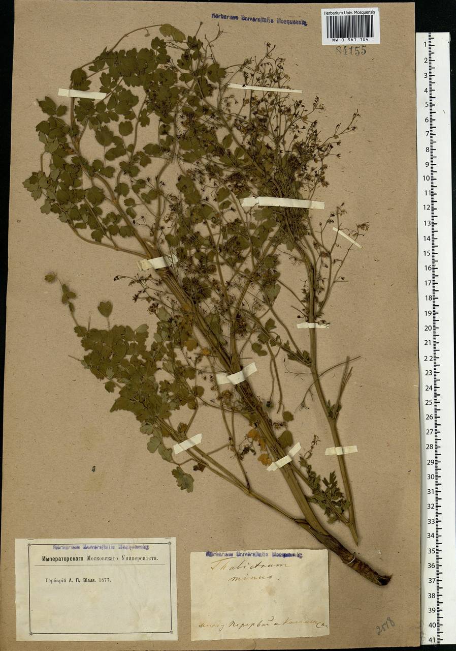 Thalictrum minus L., Eastern Europe, Moscow region (E4a) (Russia)