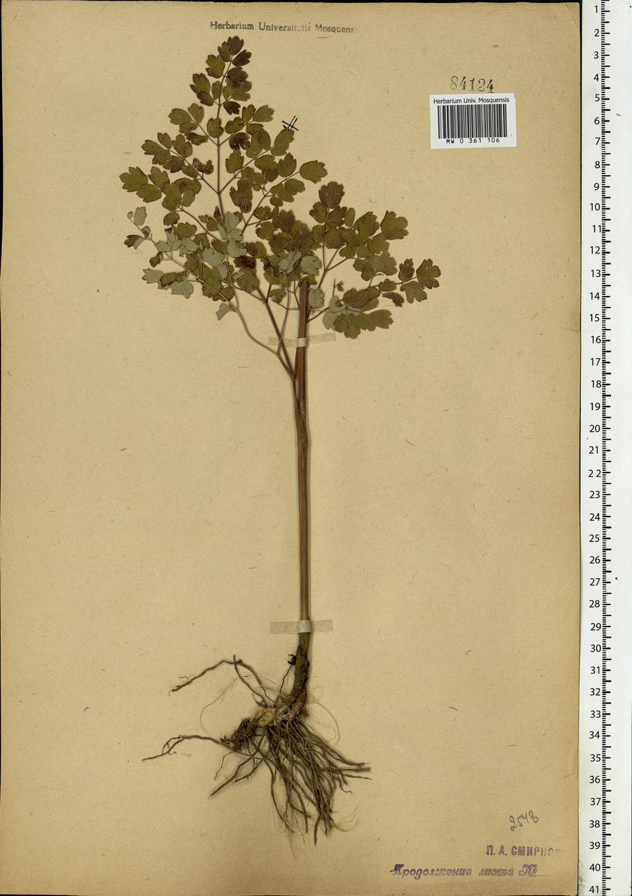 Thalictrum minus L., Eastern Europe, Moscow region (E4a) (Russia)