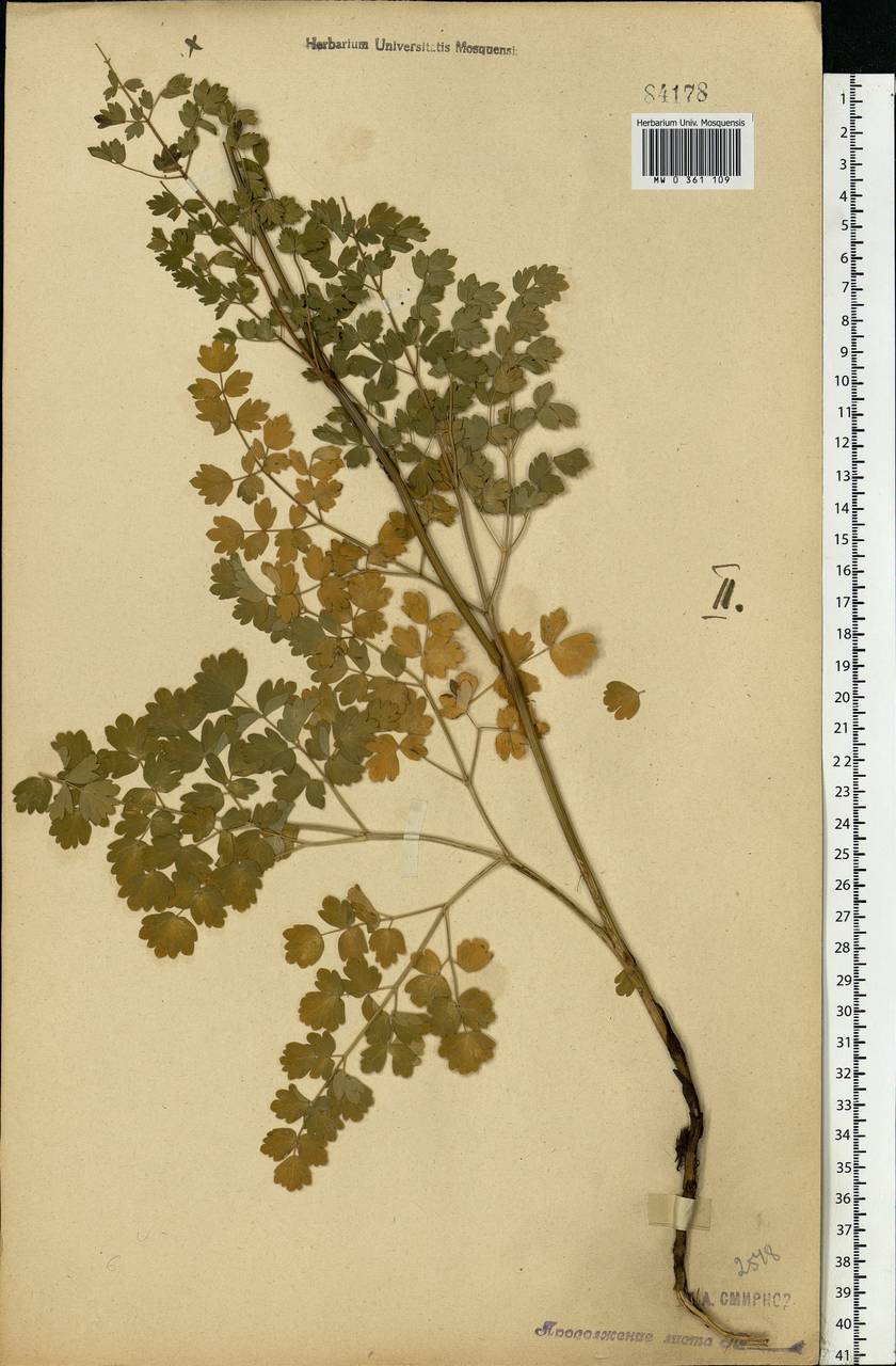 Thalictrum minus L., Eastern Europe, Moscow region (E4a) (Russia)