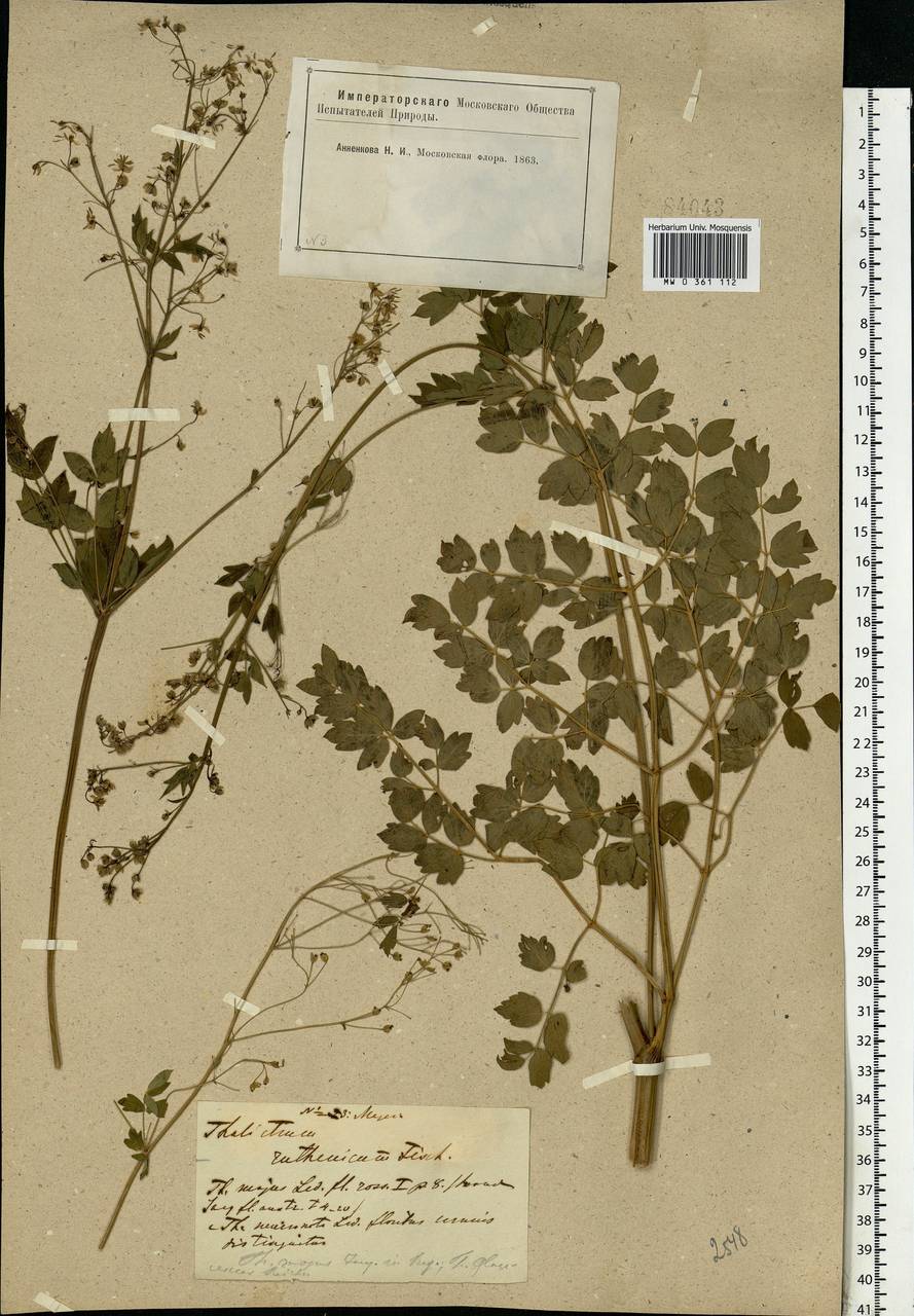 Thalictrum minus L., Eastern Europe, Moscow region (E4a) (Russia)