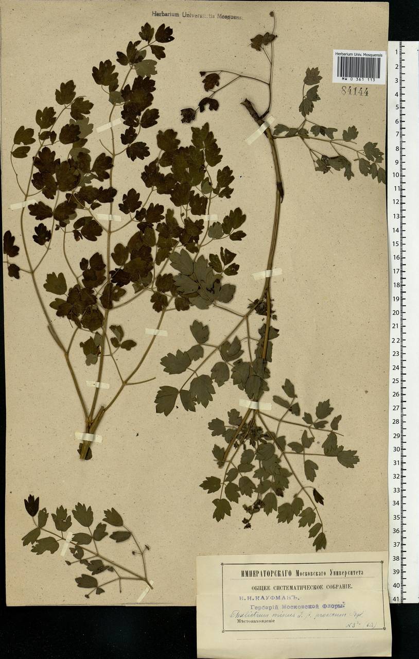 Thalictrum minus L., Eastern Europe, Moscow region (E4a) (Russia)