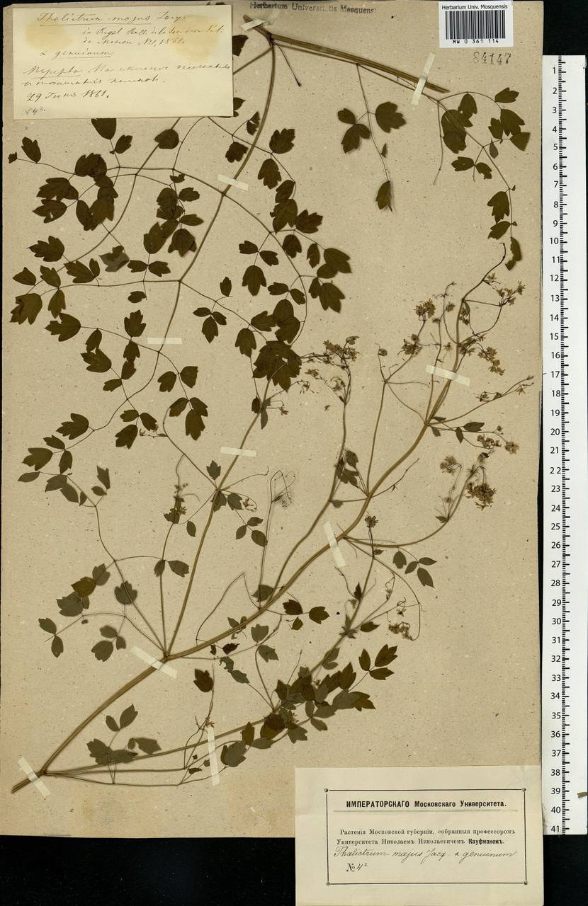 Thalictrum minus L., Eastern Europe, Moscow region (E4a) (Russia)