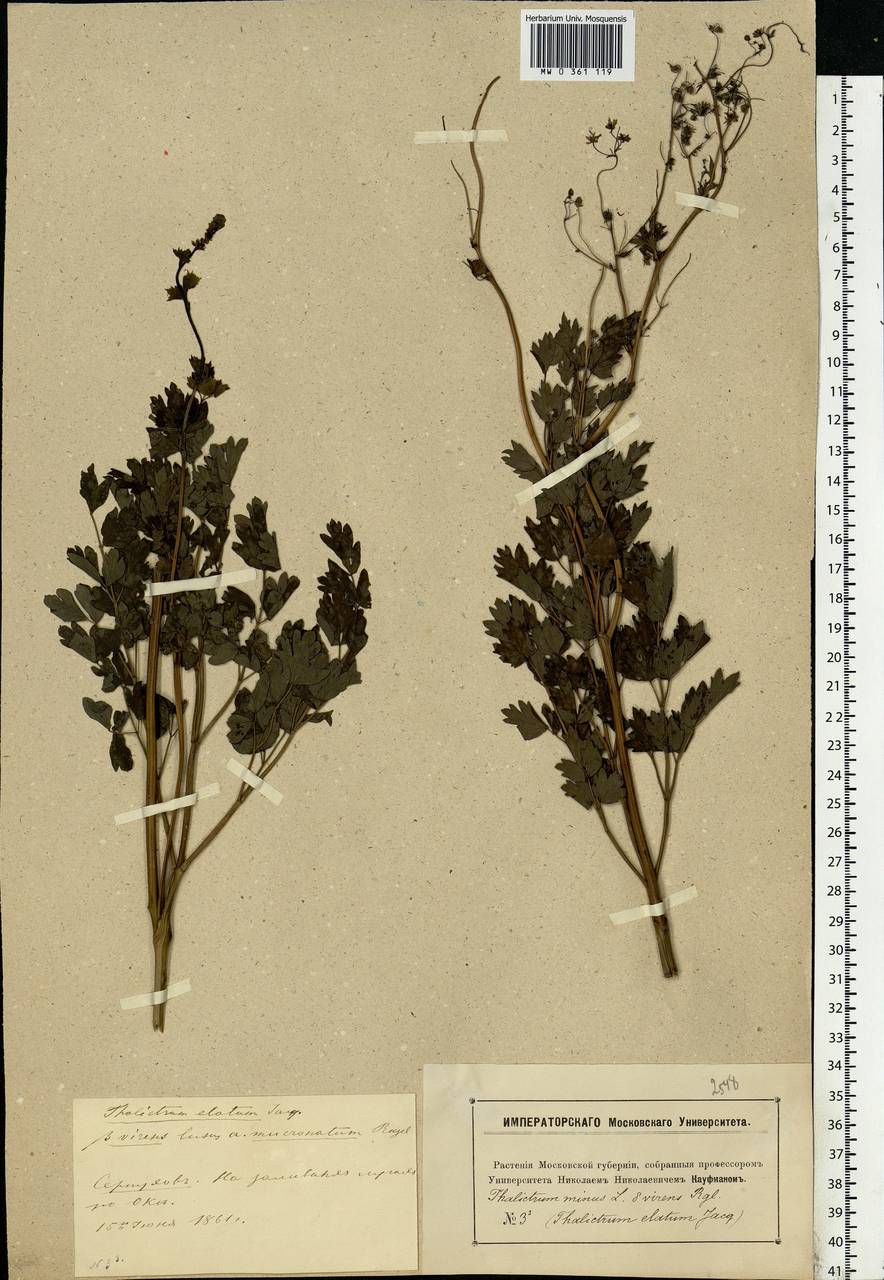 Thalictrum minus L., Eastern Europe, Moscow region (E4a) (Russia)