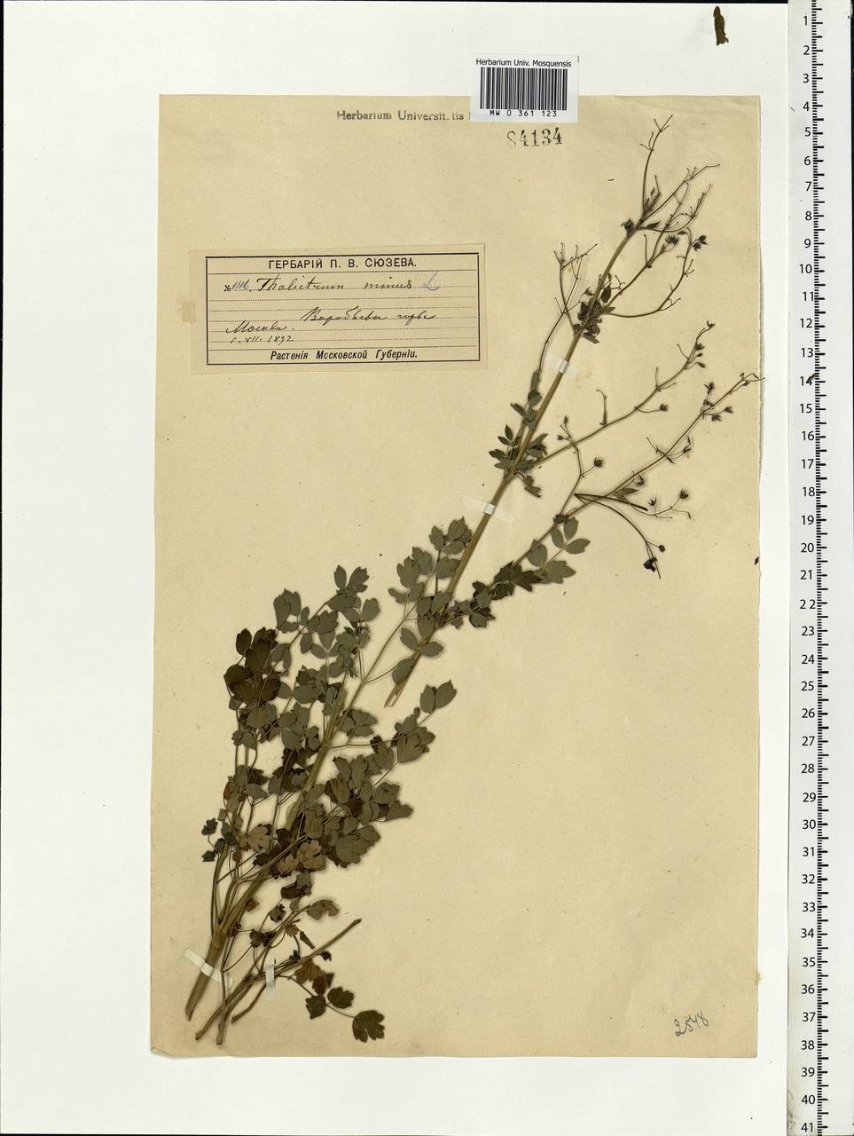 Thalictrum minus L., Eastern Europe, Moscow region (E4a) (Russia)