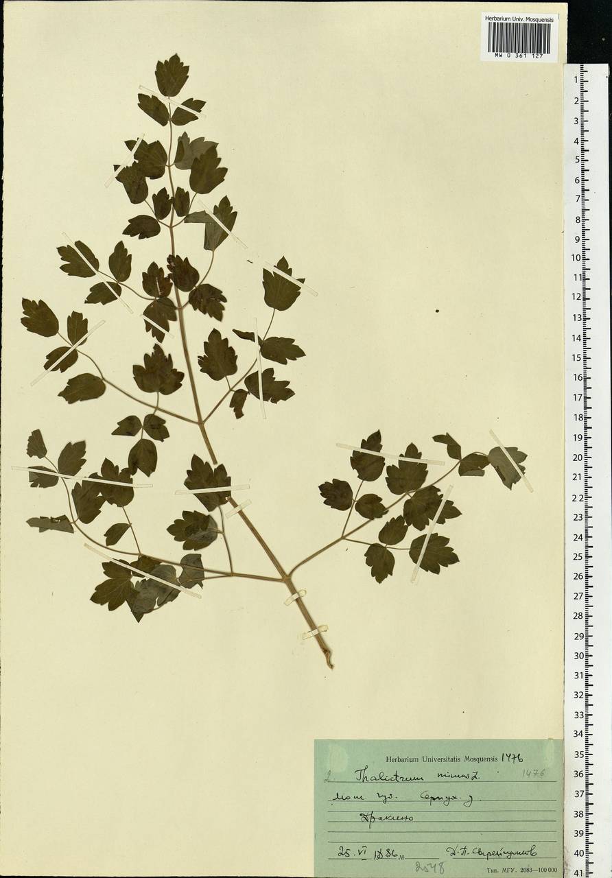 Thalictrum minus L., Eastern Europe, Moscow region (E4a) (Russia)
