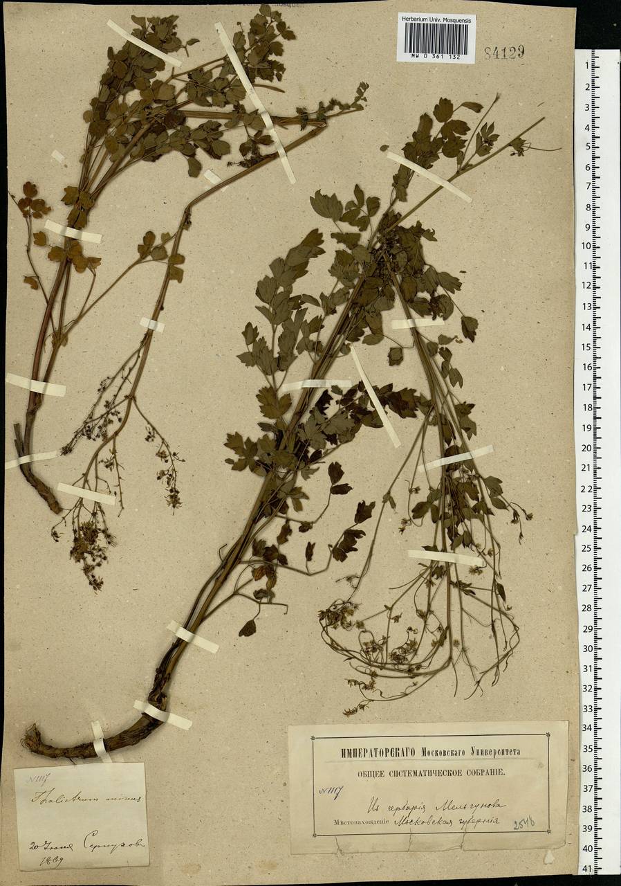 Thalictrum minus L., Eastern Europe, Moscow region (E4a) (Russia)