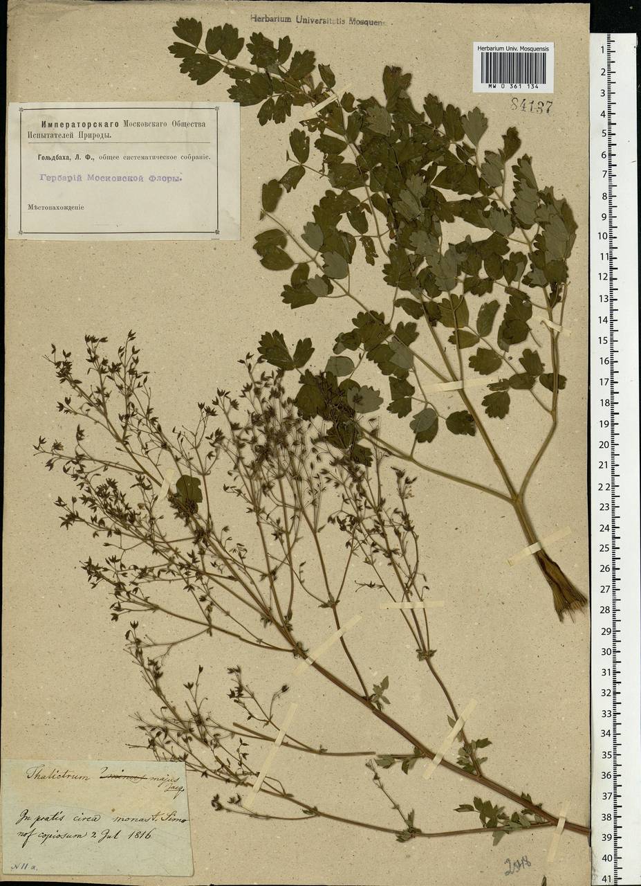 Thalictrum minus L., Eastern Europe, Moscow region (E4a) (Russia)