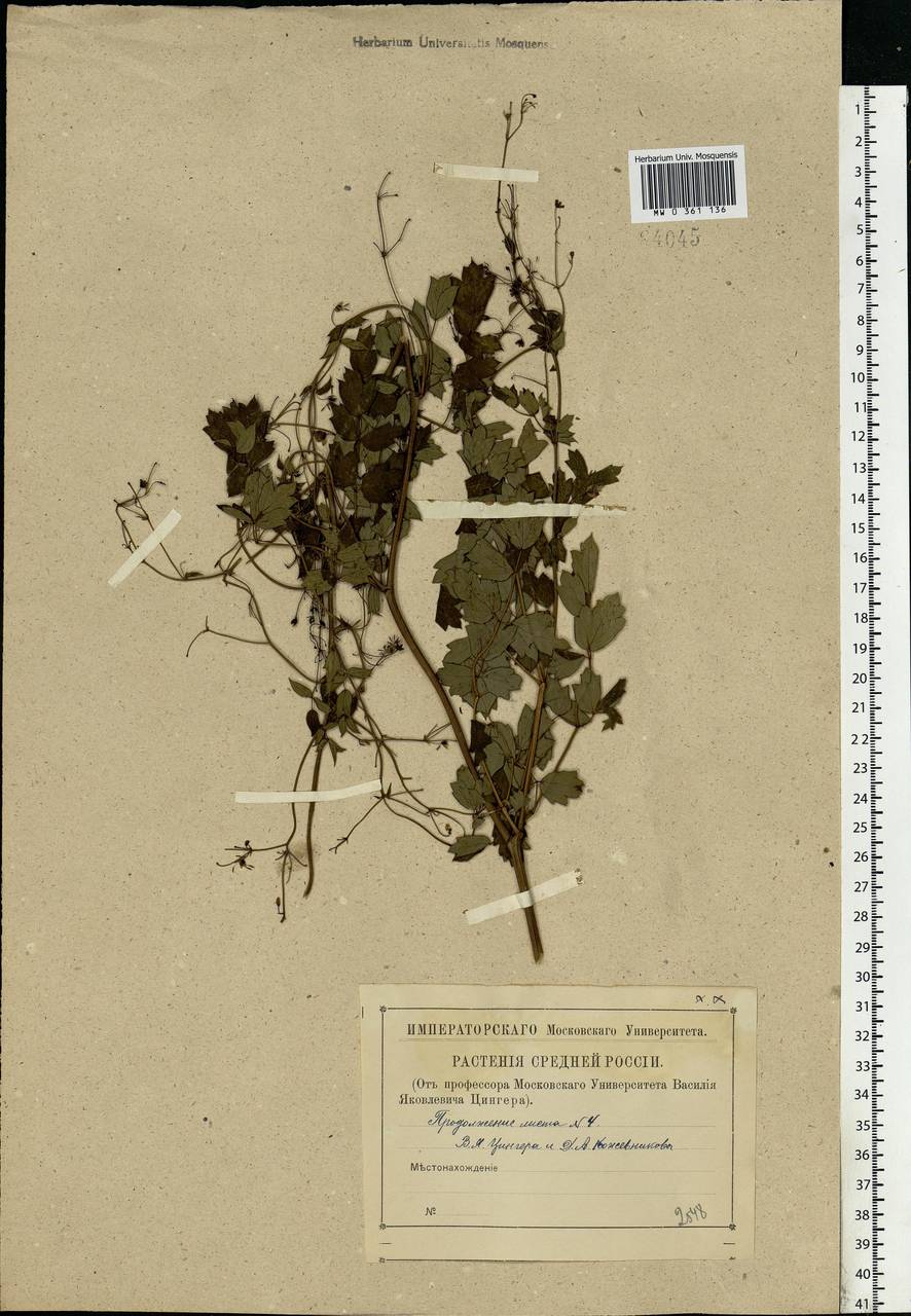 Thalictrum minus L., Eastern Europe, Moscow region (E4a) (Russia)