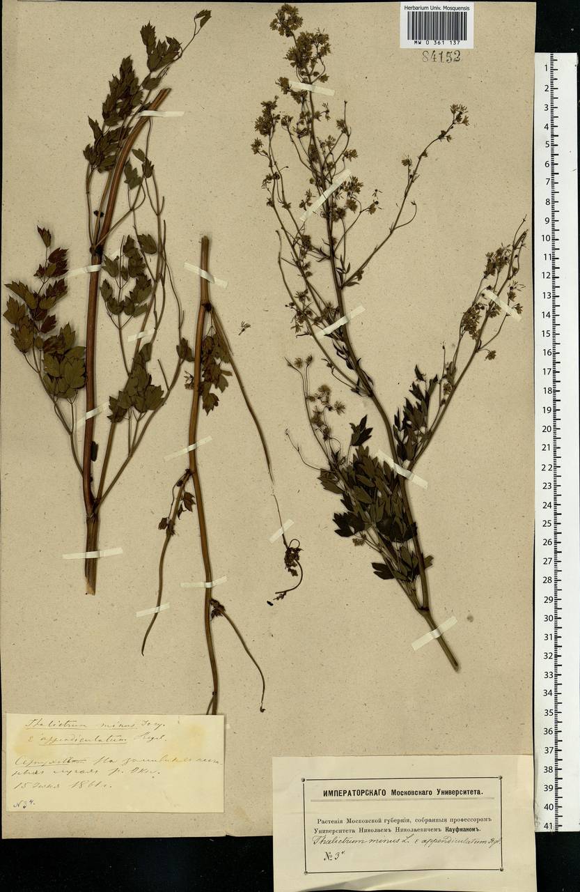 Thalictrum minus L., Eastern Europe, Moscow region (E4a) (Russia)