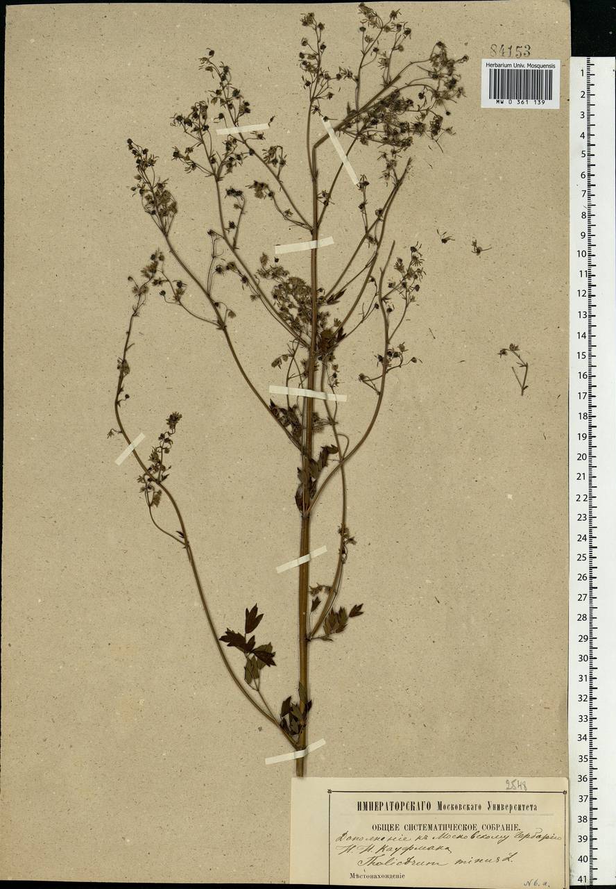 Thalictrum minus L., Eastern Europe, Moscow region (E4a) (Russia)