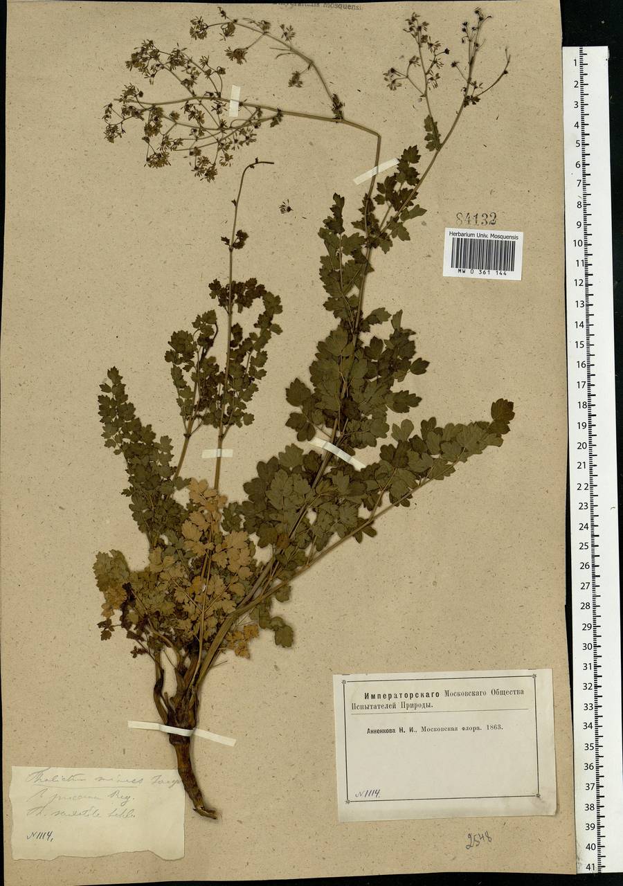 Thalictrum minus L., Eastern Europe, Moscow region (E4a) (Russia)