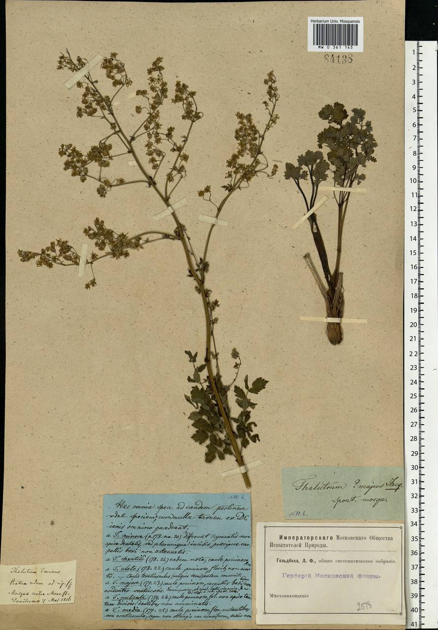Thalictrum minus L., Eastern Europe, Moscow region (E4a) (Russia)
