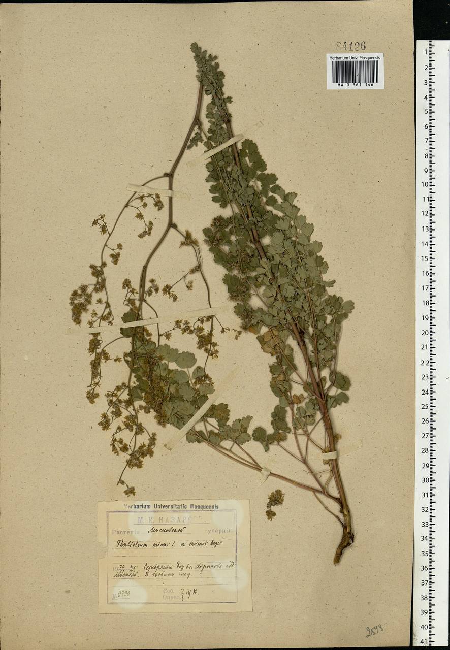 Thalictrum minus L., Eastern Europe, Moscow region (E4a) (Russia)