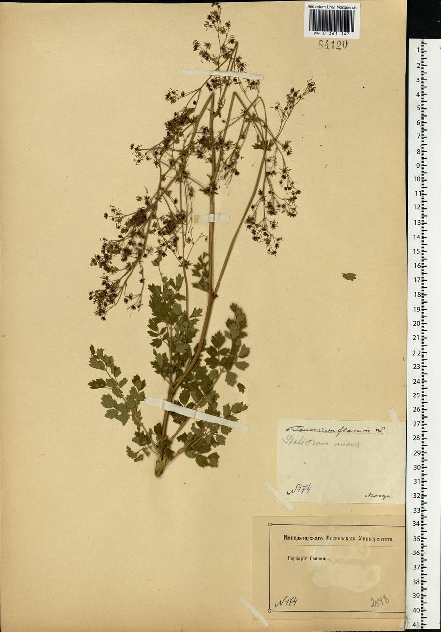 Thalictrum minus L., Eastern Europe, Moscow region (E4a) (Russia)
