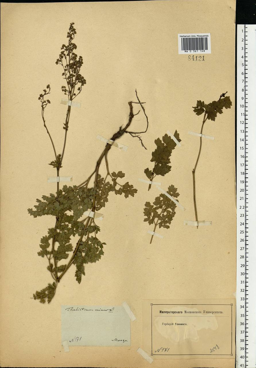 Thalictrum minus L., Eastern Europe, Moscow region (E4a) (Russia)