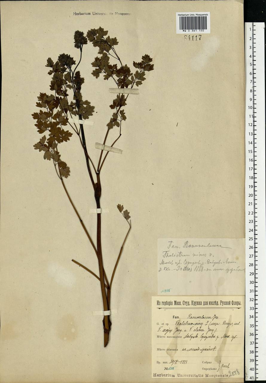 Thalictrum minus L., Eastern Europe, Moscow region (E4a) (Russia)