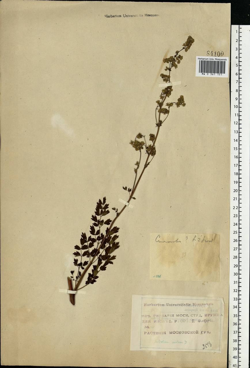 Thalictrum minus L., Eastern Europe, Moscow region (E4a) (Russia)
