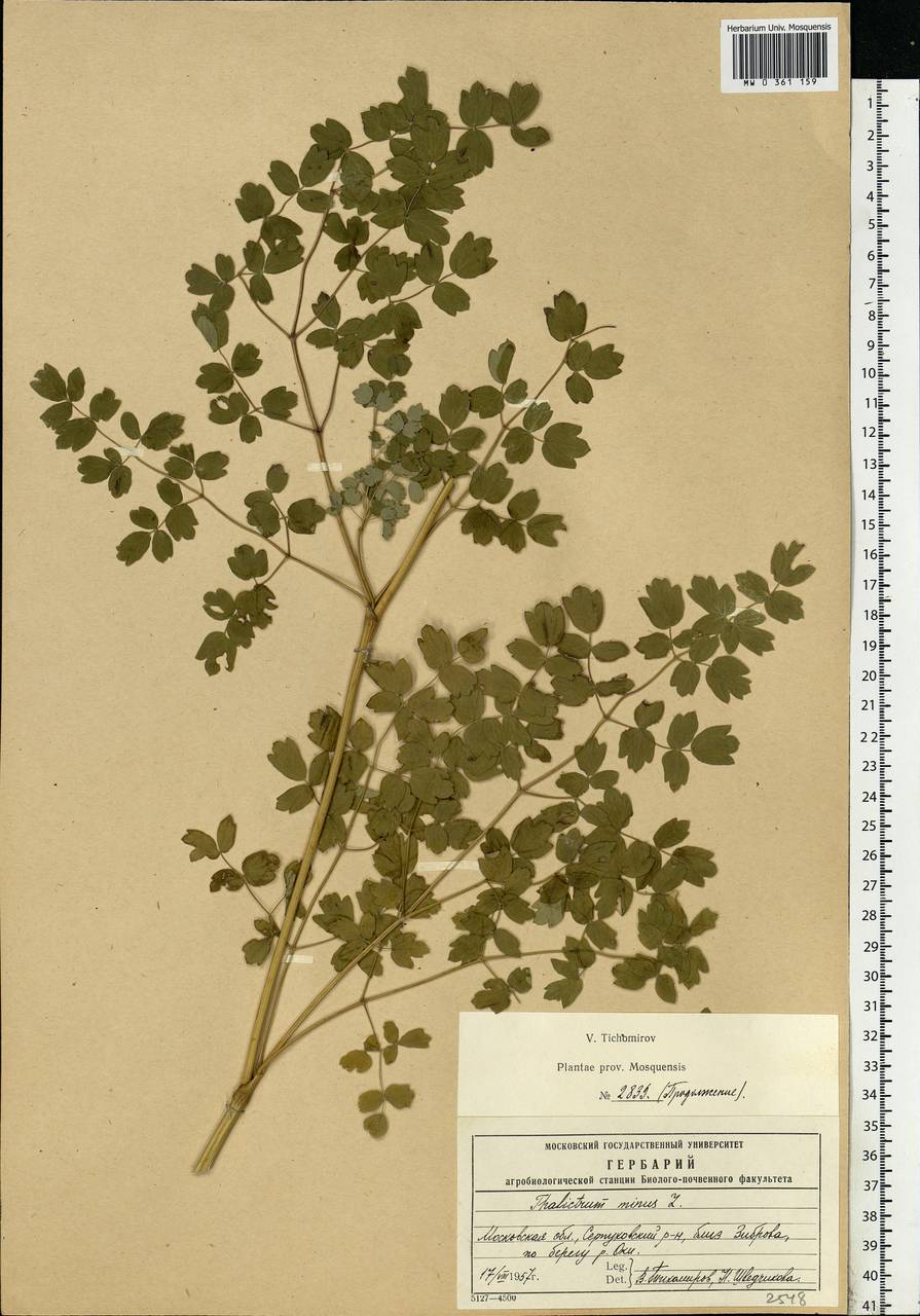 Thalictrum minus L., Eastern Europe, Moscow region (E4a) (Russia)