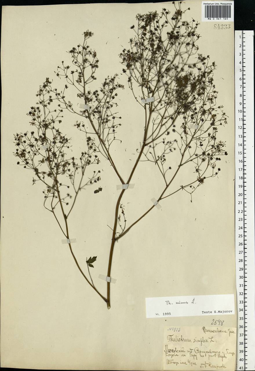 Thalictrum minus L., Eastern Europe, Moscow region (E4a) (Russia)