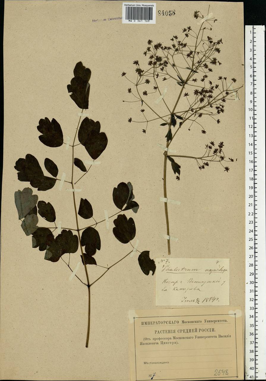 Thalictrum minus L., Eastern Europe, Central forest region (E5) (Russia)