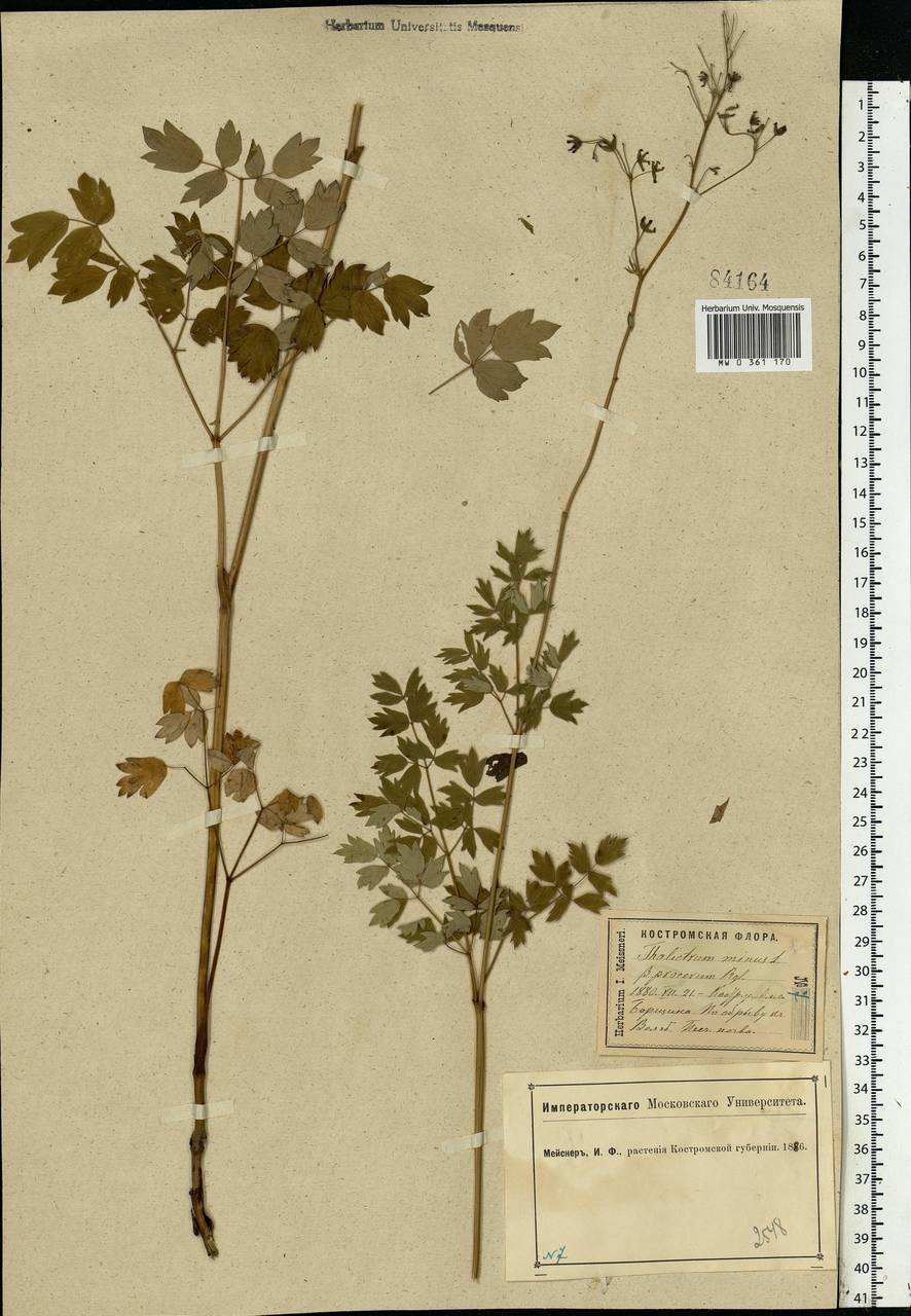 Thalictrum minus L., Eastern Europe, Central forest region (E5) (Russia)