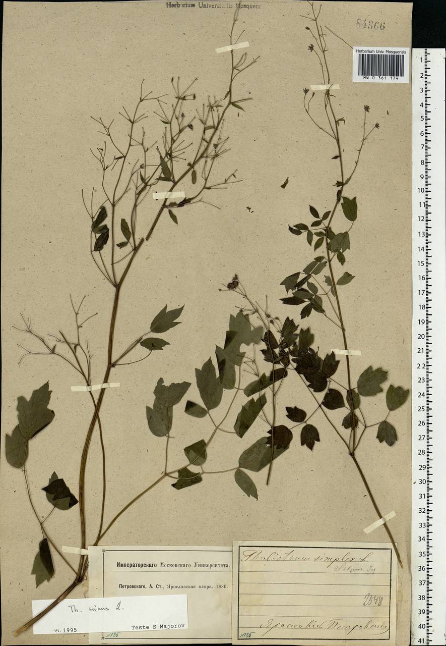 Thalictrum minus L., Eastern Europe, Central forest region (E5) (Russia)