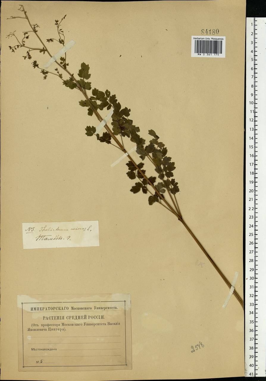 Thalictrum minus L., Eastern Europe, Central forest-and-steppe region (E6) (Russia)