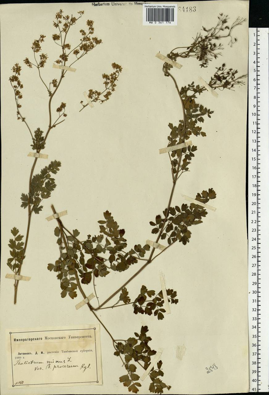 Thalictrum minus L., Eastern Europe, Central forest-and-steppe region (E6) (Russia)