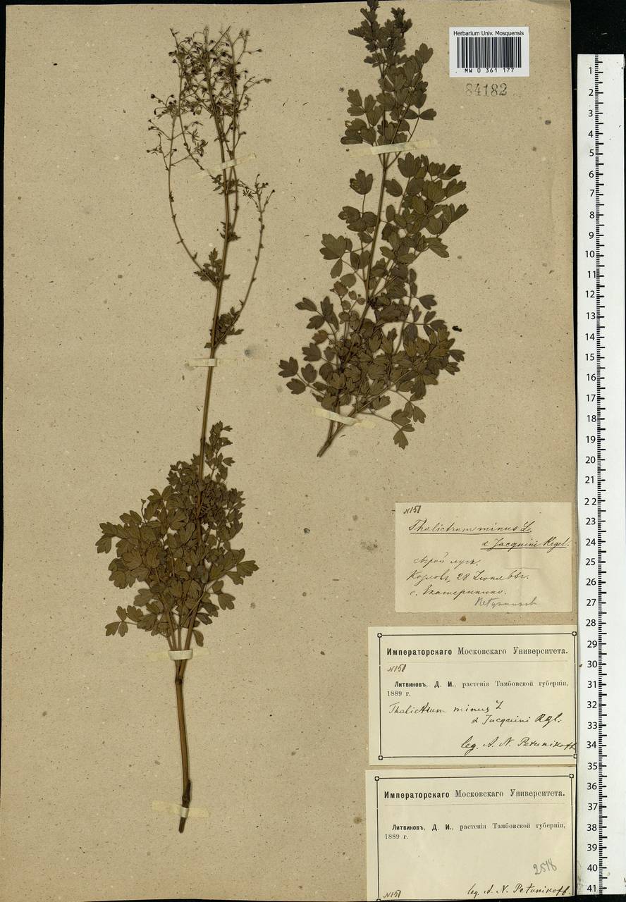 Thalictrum minus L., Eastern Europe, Central forest-and-steppe region (E6) (Russia)