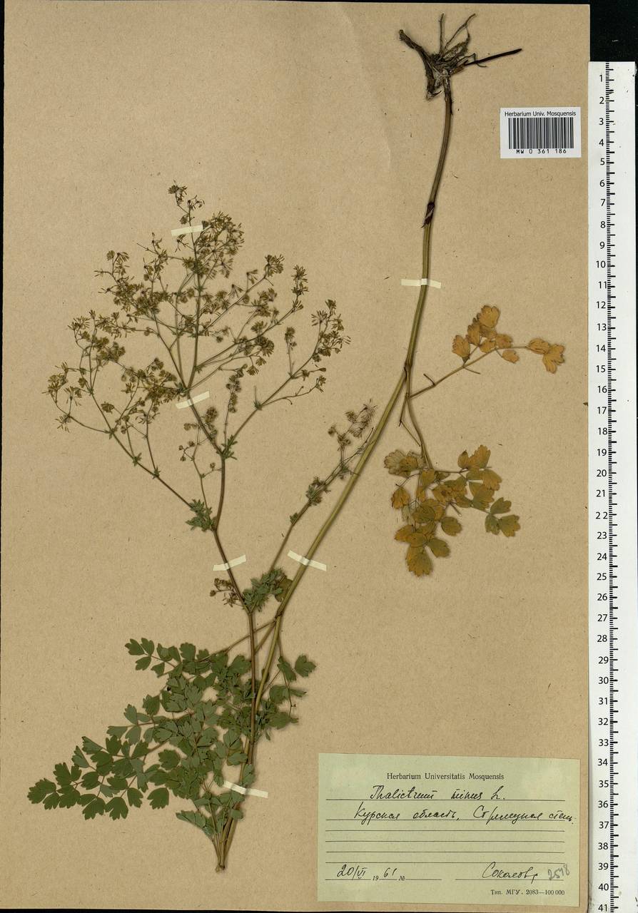 Thalictrum minus L., Eastern Europe, Central forest-and-steppe region (E6) (Russia)