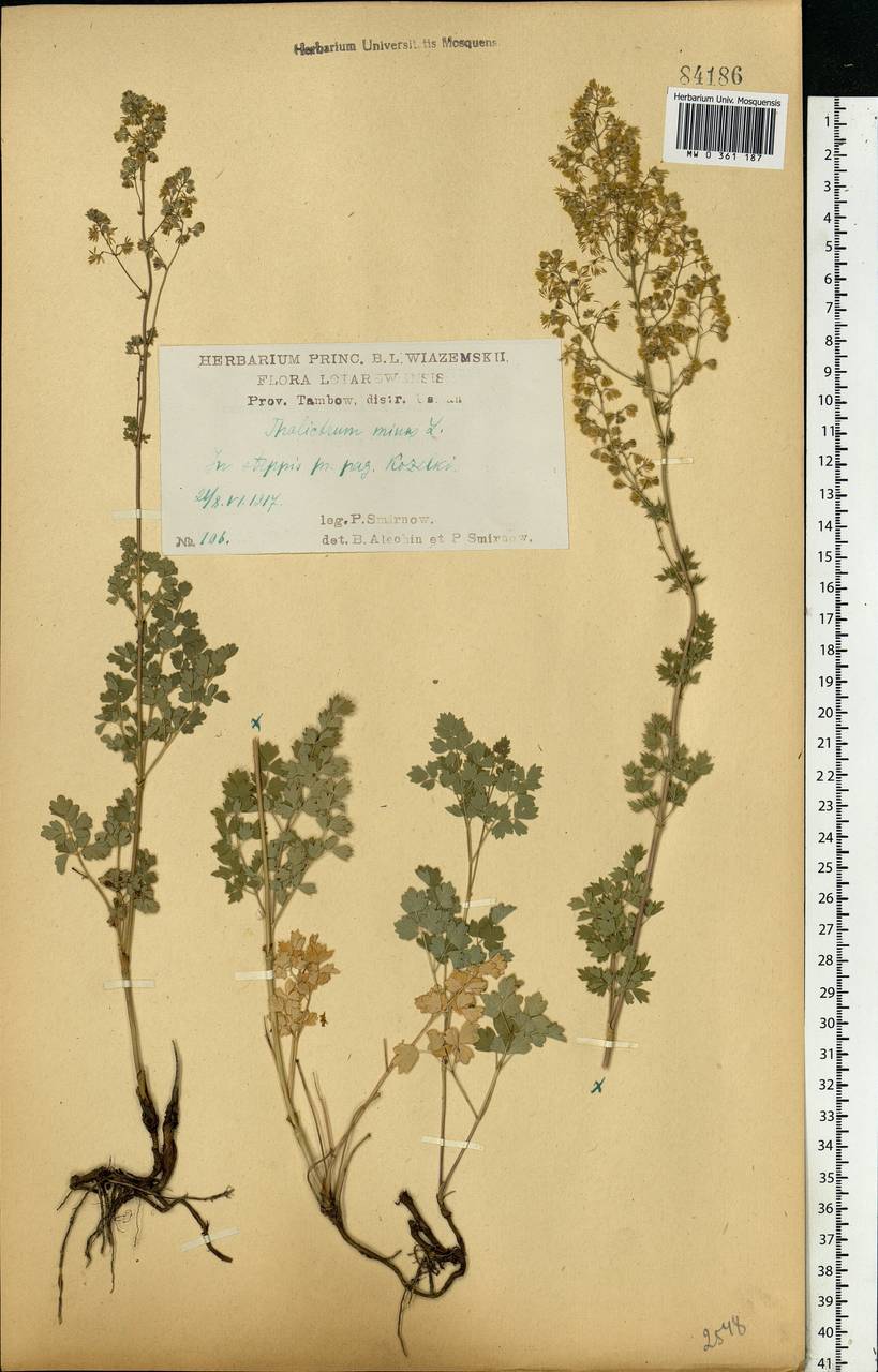 Thalictrum minus L., Eastern Europe, Central forest-and-steppe region (E6) (Russia)