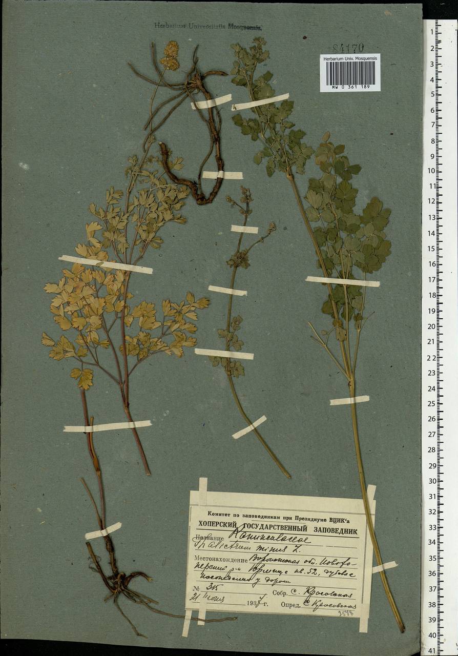 Thalictrum minus L., Eastern Europe, Central forest-and-steppe region (E6) (Russia)