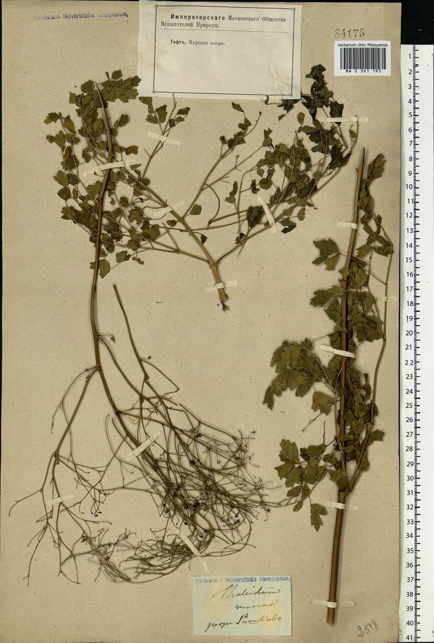 Thalictrum minus L., Eastern Europe, Central forest-and-steppe region (E6) (Russia)