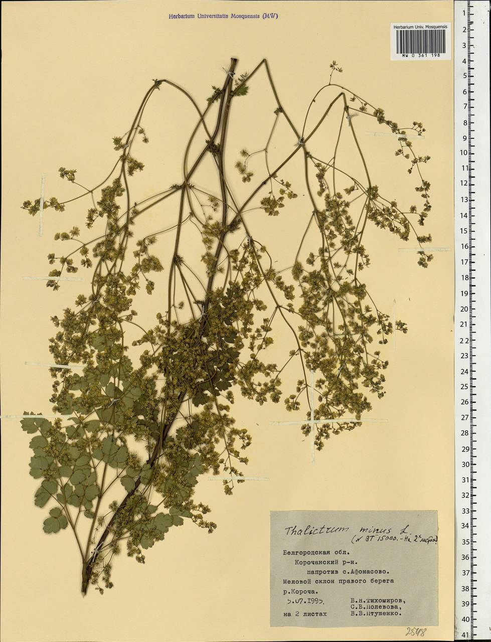 Thalictrum minus L., Eastern Europe, Central forest-and-steppe region (E6) (Russia)