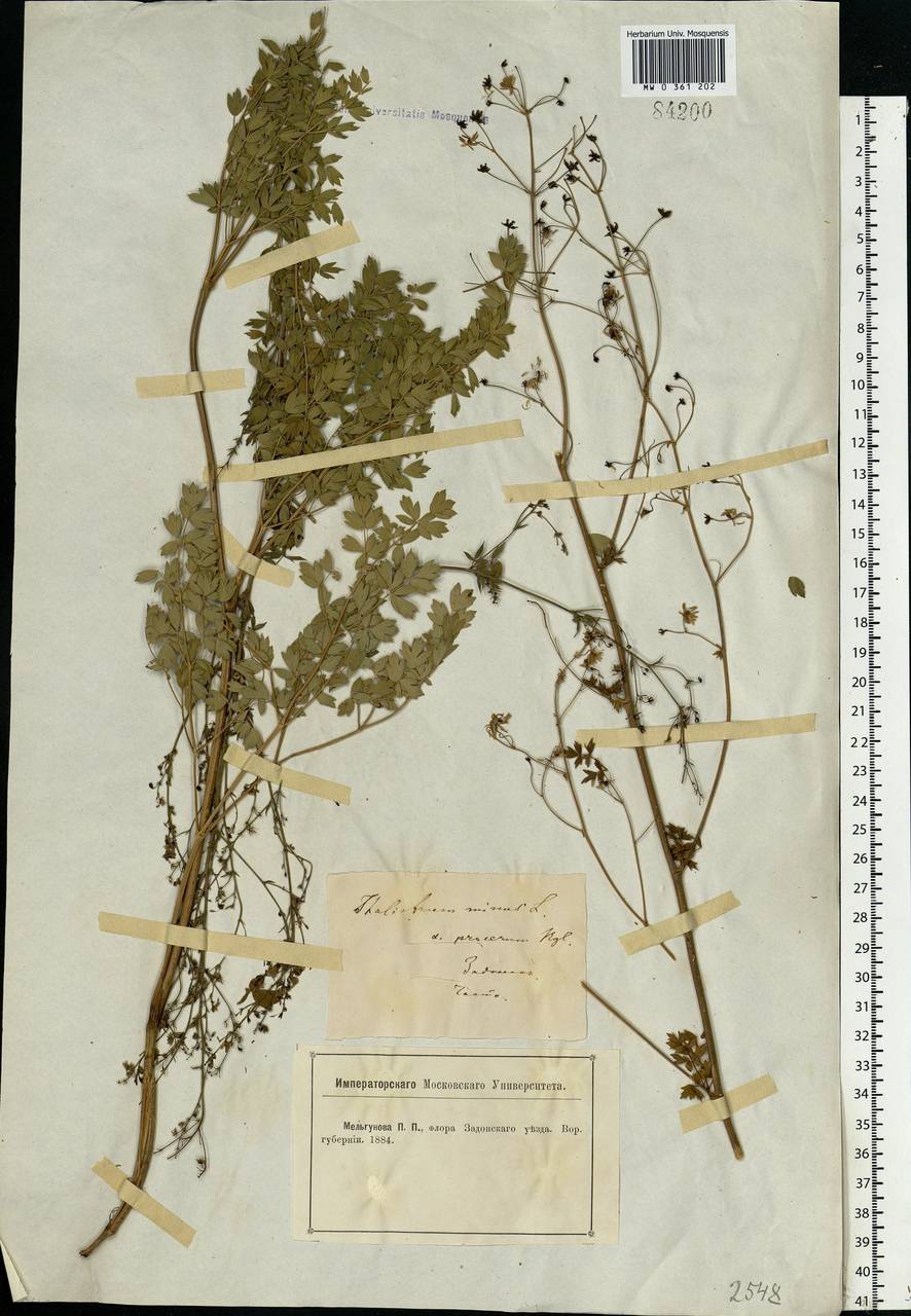 Thalictrum minus L., Eastern Europe, Central forest-and-steppe region (E6) (Russia)