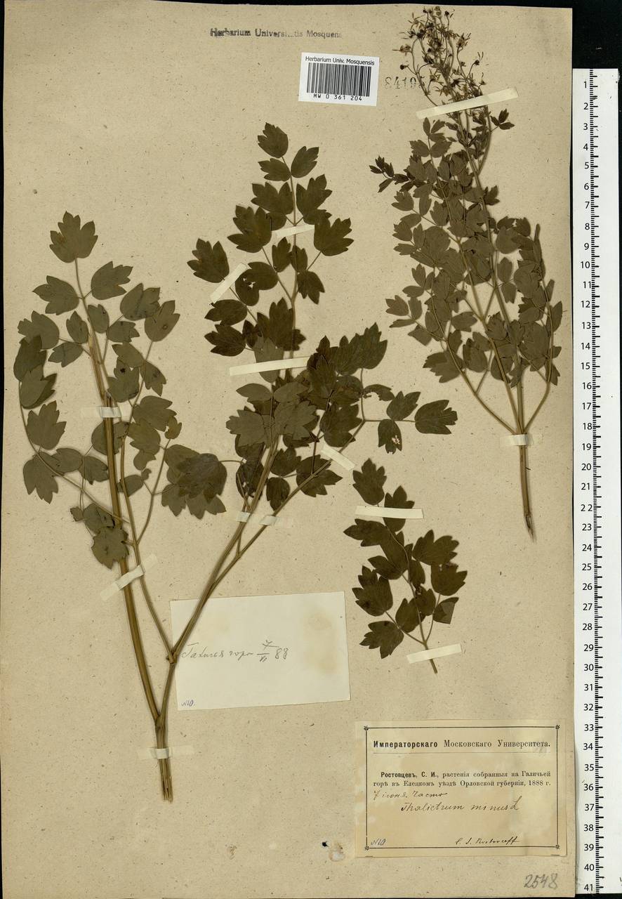 Thalictrum minus L., Eastern Europe, Central forest-and-steppe region (E6) (Russia)