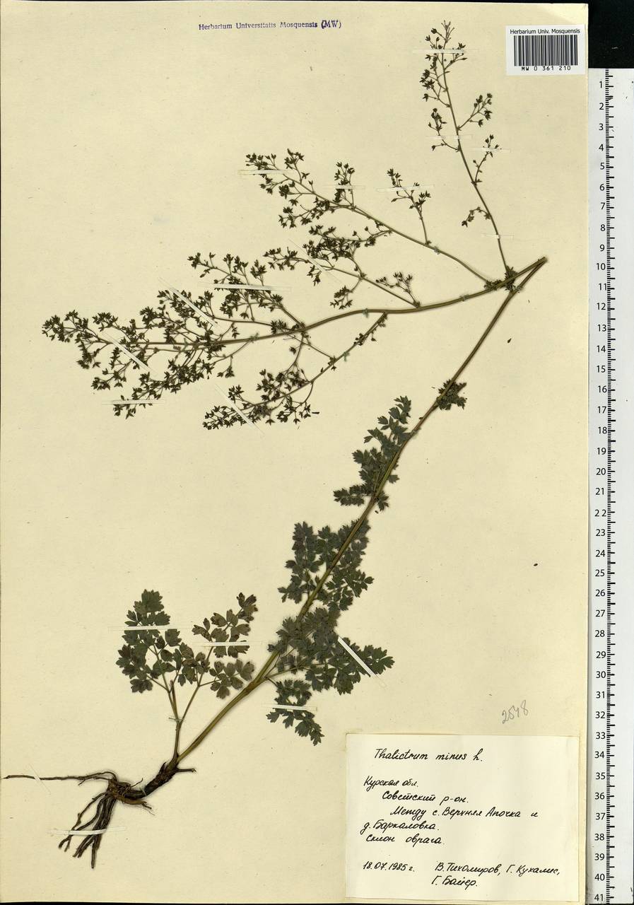 Thalictrum minus L., Eastern Europe, Central forest-and-steppe region (E6) (Russia)